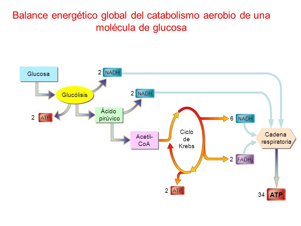 Balance energético global del catabolismo aerobio de una molécula de glucosa