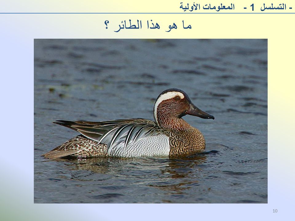 ما هو هذا الطائر ؟ - التسلسل 1 - المعلومات الأولية