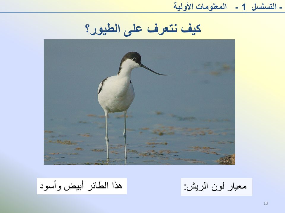 كيف نتعرف على الطيور؟ هذا الطائر أبيض وأسود معيار لون الريش: