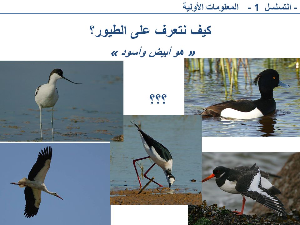؟؟؟ كيف نتعرف على الطيور؟ » هو أبيض وأسود «