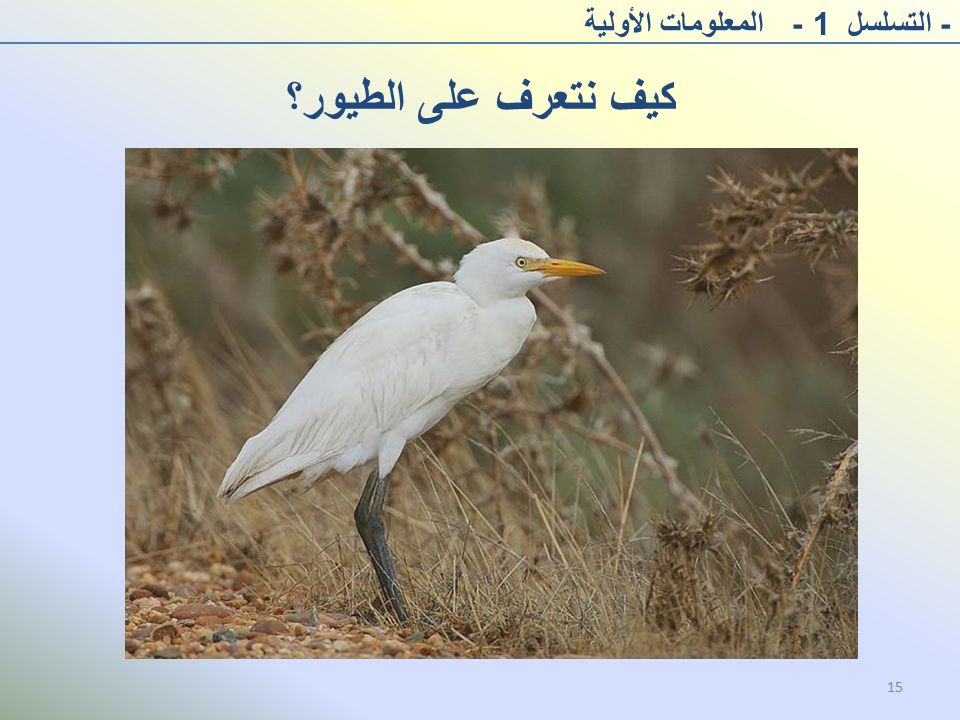 كيف نتعرف على الطيور؟ - التسلسل 1 - المعلومات الأولية