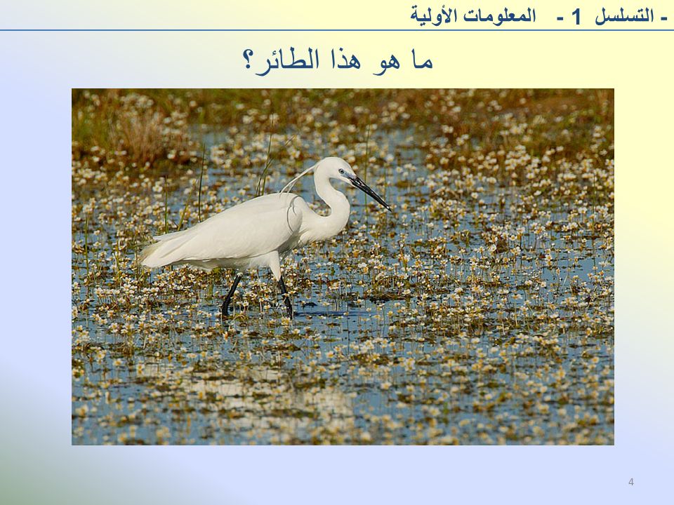ما هو هذا الطائر؟ - التسلسل 1 - المعلومات الأولية