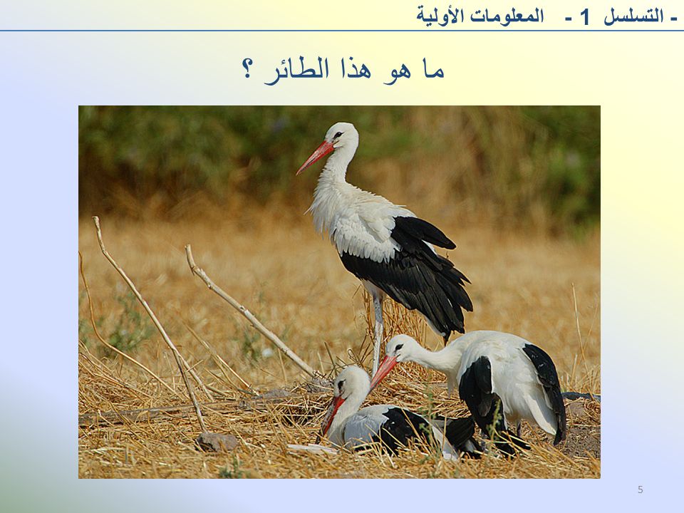 ما هو هذا الطائر ؟ - التسلسل 1 - المعلومات الأولية