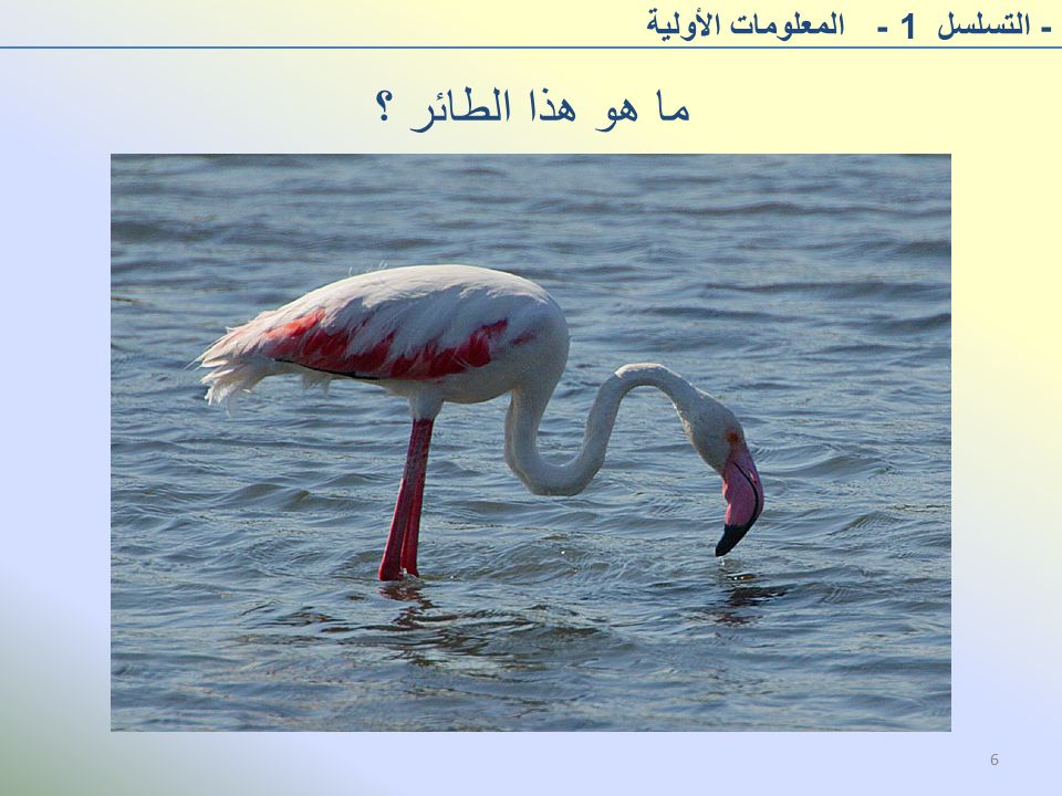 ما هو هذا الطائر ؟ - التسلسل 1 - المعلومات الأولية