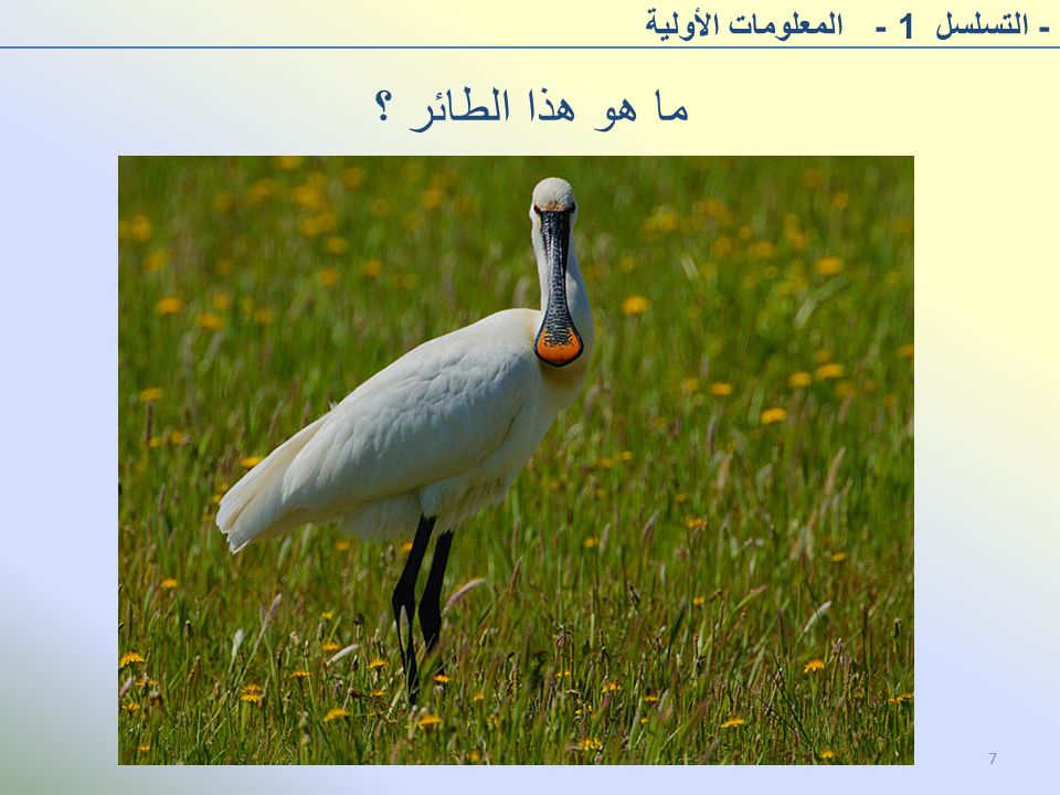 ما هو هذا الطائر ؟ - التسلسل 1 - المعلومات الأولية