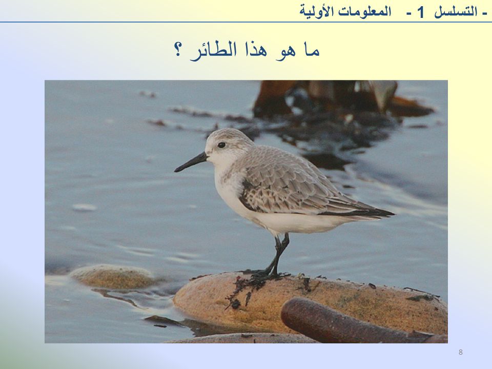 ما هو هذا الطائر ؟ - التسلسل 1 - المعلومات الأولية