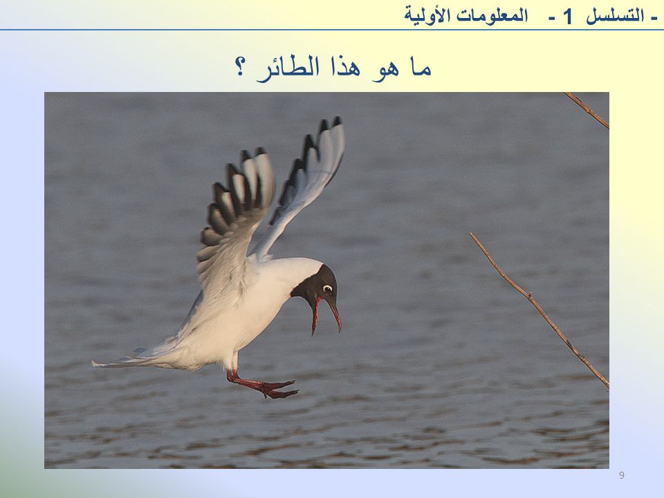 ما هو هذا الطائر ؟ - التسلسل 1 - المعلومات الأولية