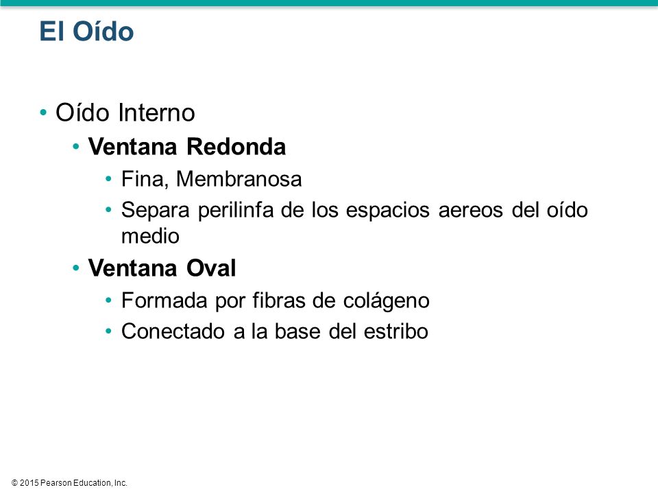 El Oído Oído Interno Ventana Redonda Ventana Oval Fina, Membranosa