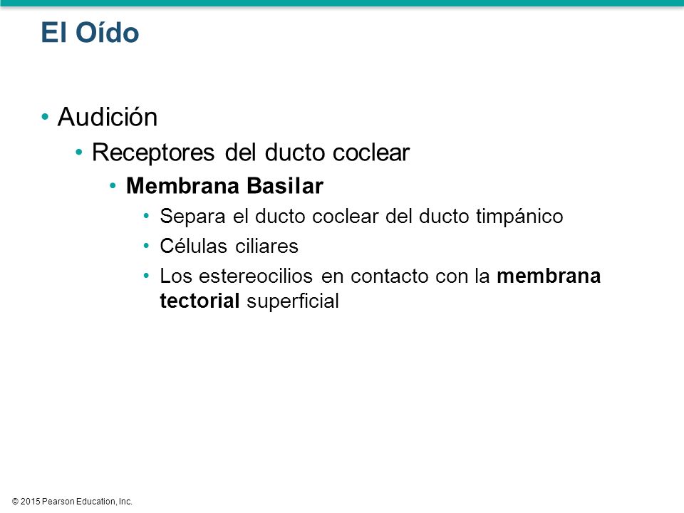El Oído Audición Receptores del ducto coclear Membrana Basilar