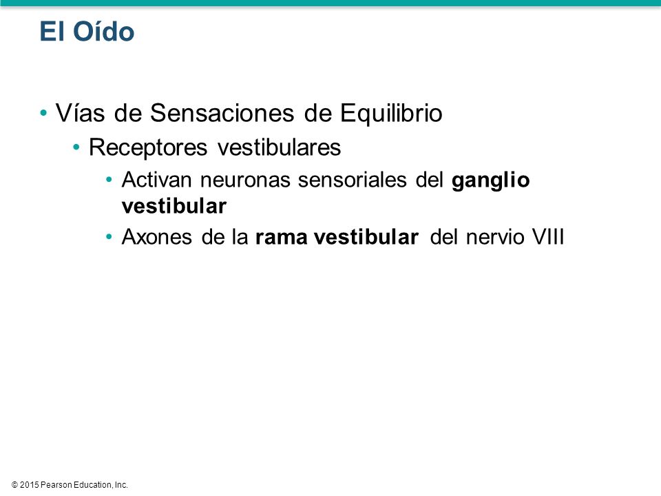 El Oído Vías de Sensaciones de Equilibrio Receptores vestibulares