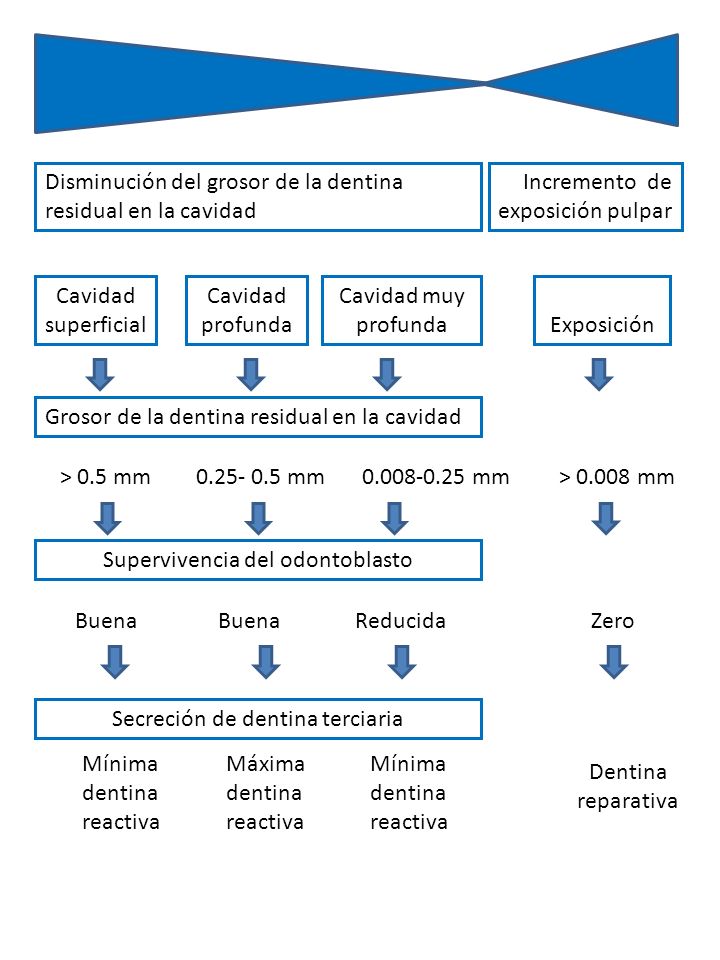 Disminución del grosor de la dentina residual en la cavidad