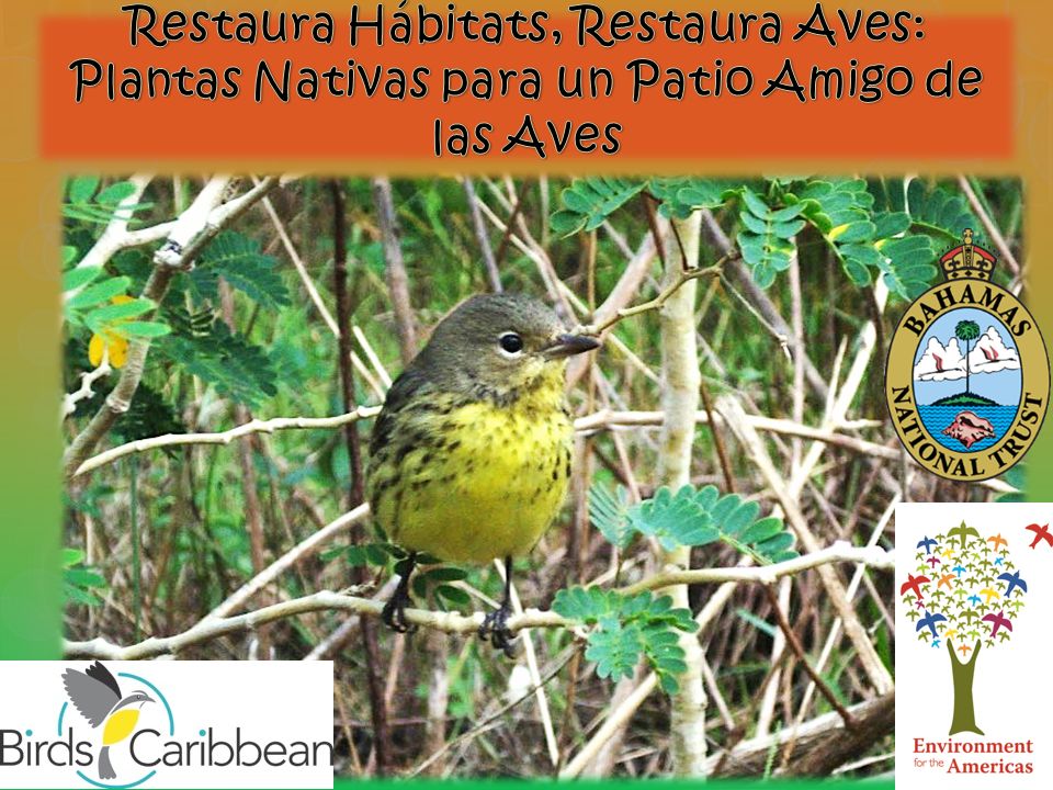 Restaura Hábitats, Restaura Aves: Plantas Nativas para un Patio Amigo de las Aves