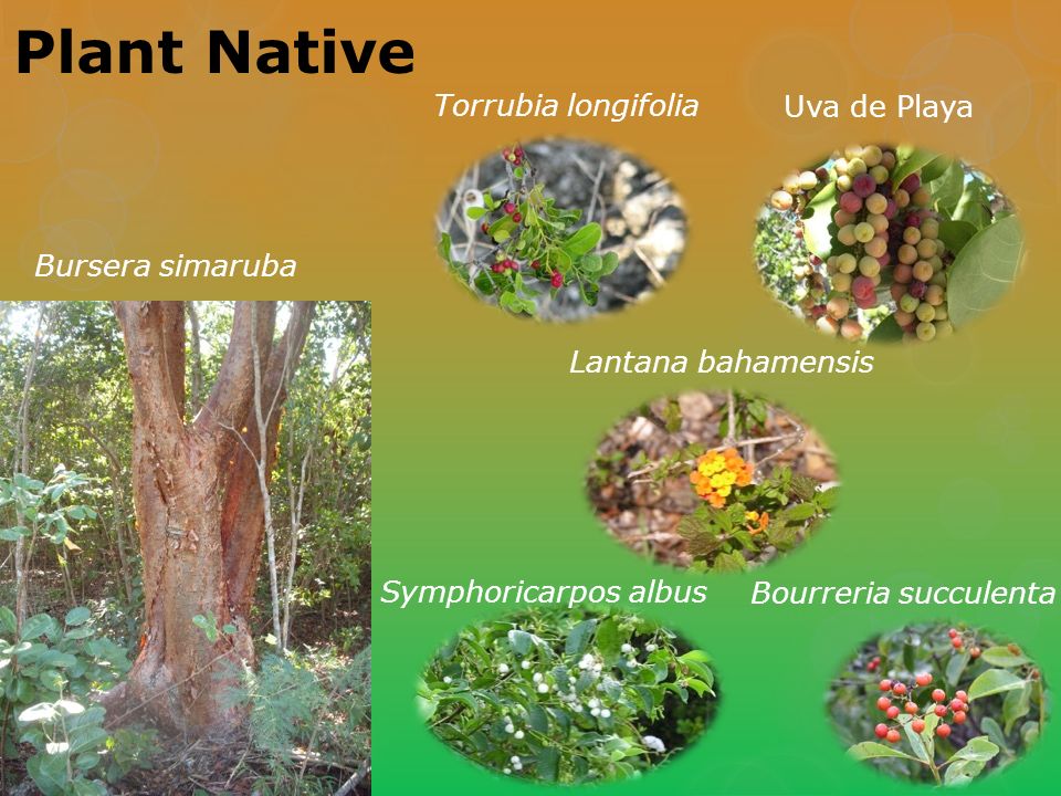 Plant Native Torrubia longifolia Uva de Playa Bursera simaruba