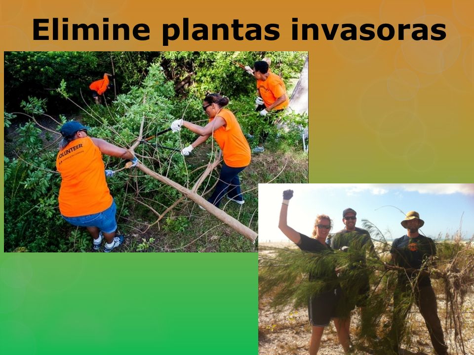 Elimine plantas invasoras