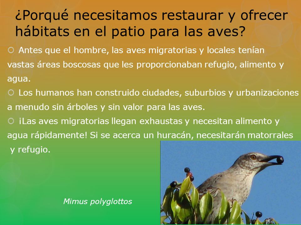 ¿Porqué necesitamos restaurar y ofrecer hábitats en el patio para las aves