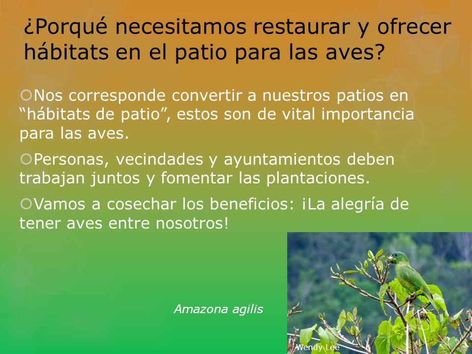 ¿Porqué necesitamos restaurar y ofrecer hábitats en el patio para las aves