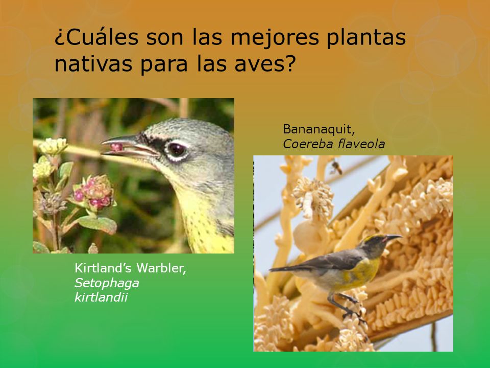 ¿Cuáles son las mejores plantas nativas para las aves