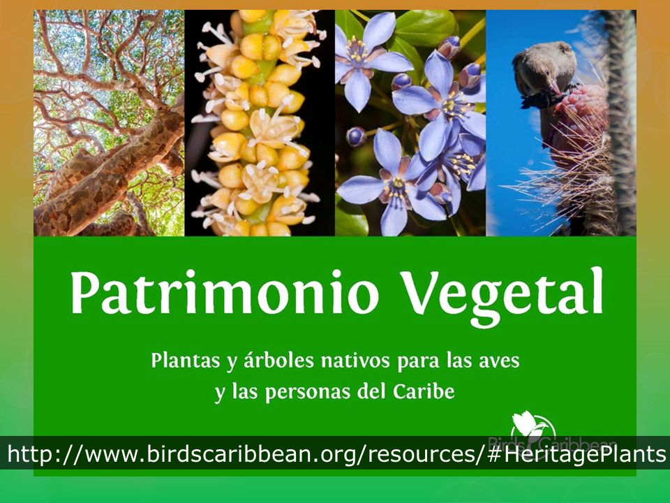 Tenemos un libro electrónico descargable de nuestra página web (BirdsCaribbean.org):