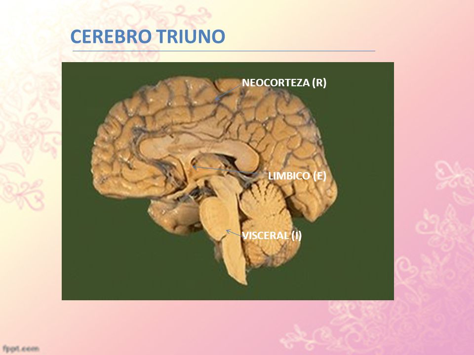 CEREBRO TRIUNO NEOCORTEZA (R) LIMBICO (E) VISCERAL (I)