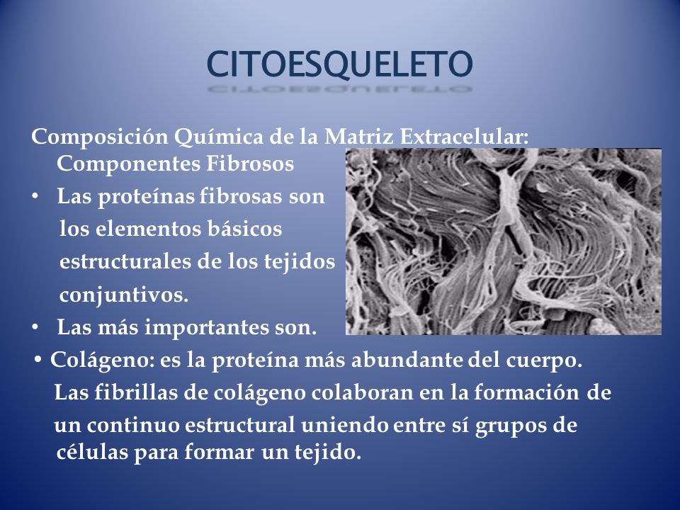 CITOESQUELETO Composición Química de la Matriz Extracelular: Componentes Fibrosos. Las proteínas fibrosas son.