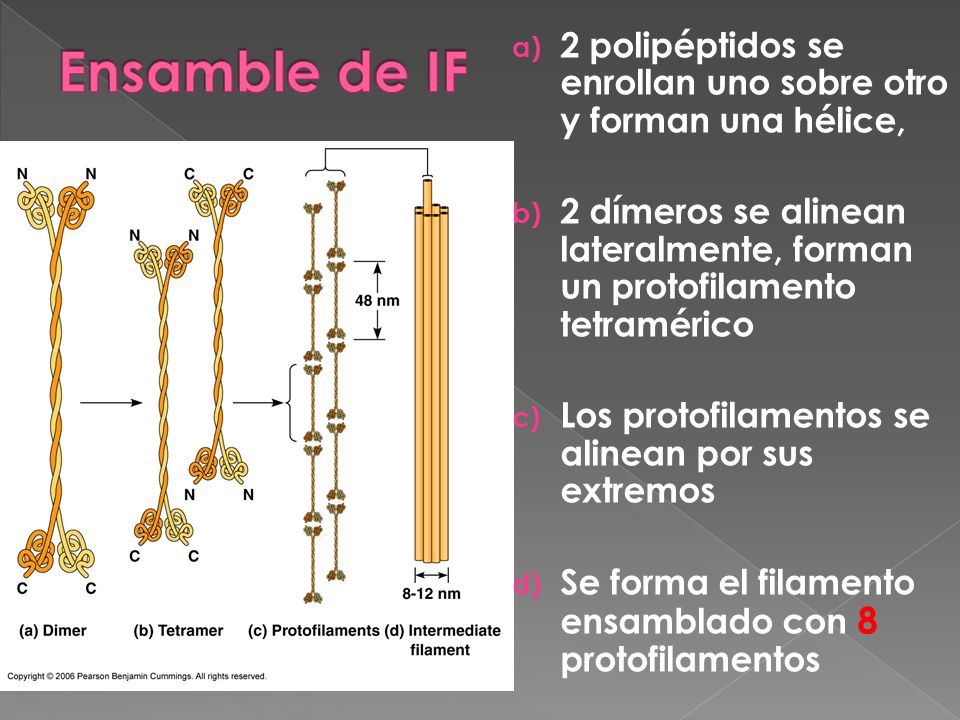 Ensamble de IF 2 polipéptidos se enrollan uno sobre otro y forman una hélice,