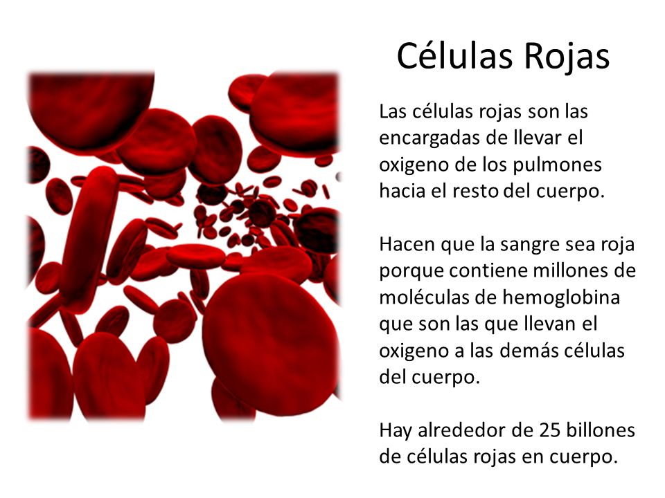 Células Rojas Las células rojas son las encargadas de llevar el oxigeno de los pulmones hacia el resto del cuerpo.