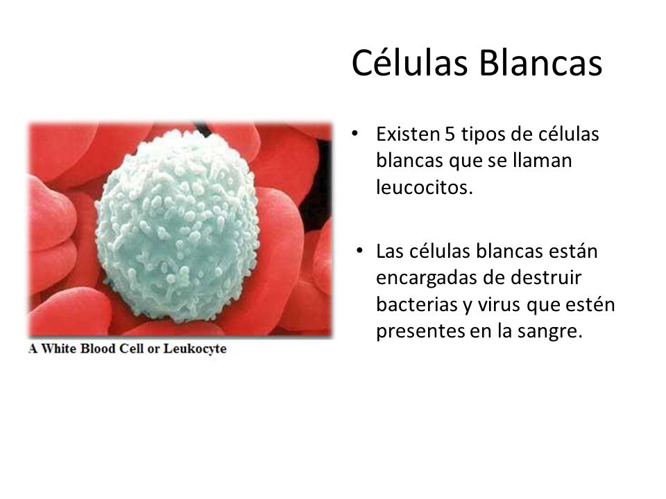 Células Blancas Existen 5 tipos de células blancas que se llaman leucocitos.