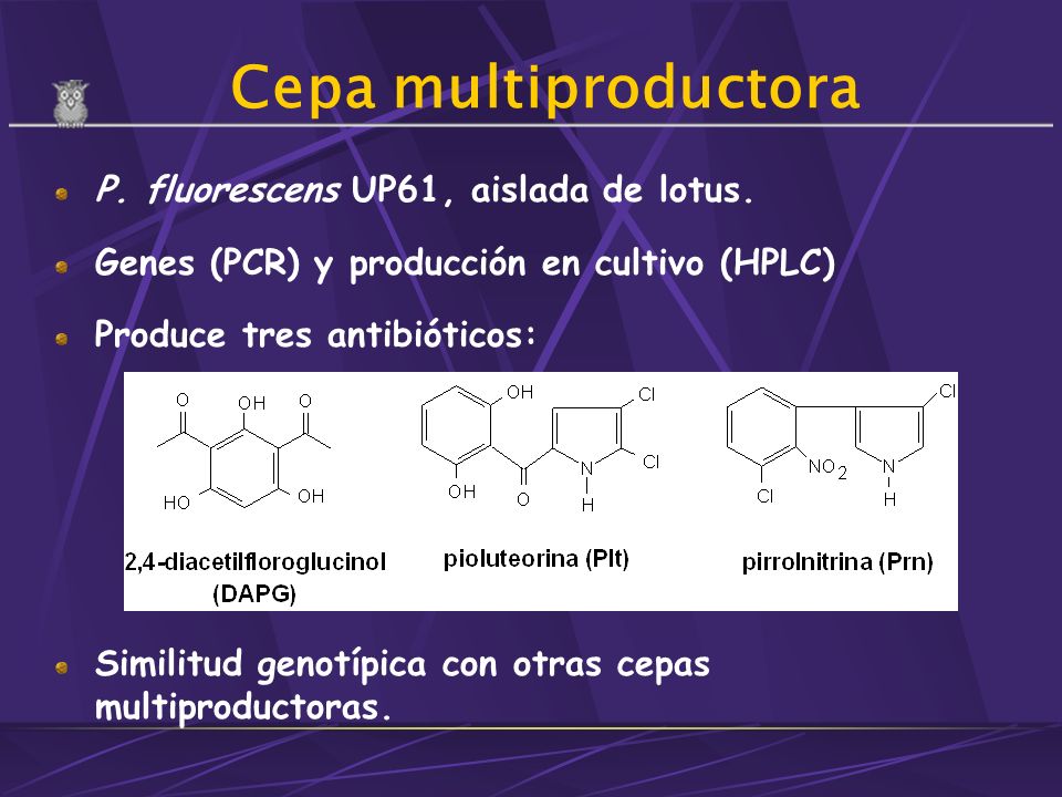 Cepa multiproductora P. fluorescens UP61, aislada de lotus.