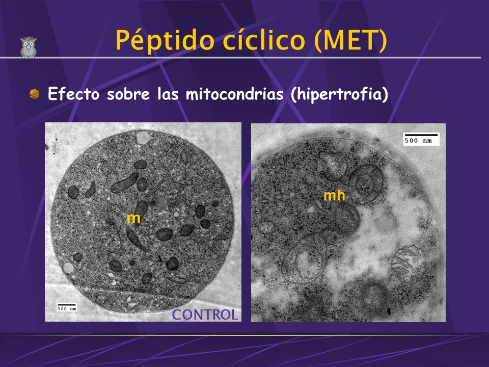 Péptido cíclico (MET) Efecto sobre las mitocondrias (hipertrofia) m mh