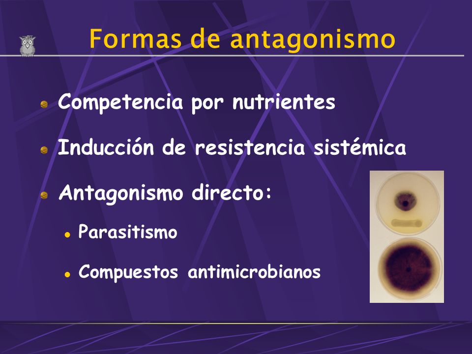 Formas de antagonismo Competencia por nutrientes