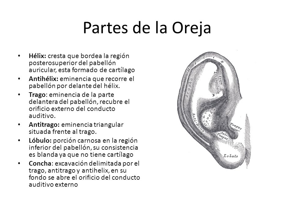 Partes de la Oreja Hélix: cresta que bordea la región posterosuperior del pabellón auricular, esta formado de cartílago.