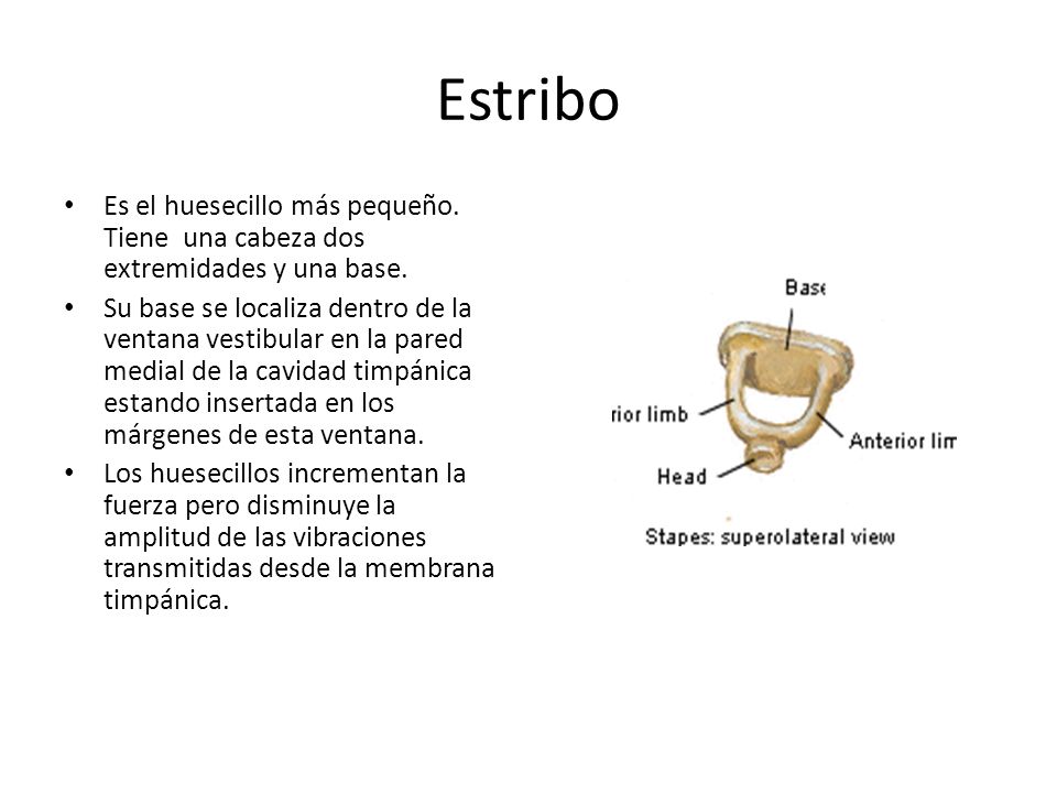 Estribo Es el huesecillo más pequeño. Tiene una cabeza dos extremidades y una base.
