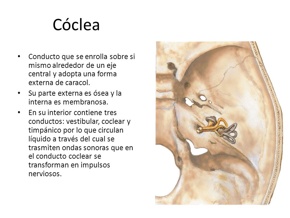 Cóclea Conducto que se enrolla sobre si mismo alrededor de un eje central y adopta una forma externa de caracol.