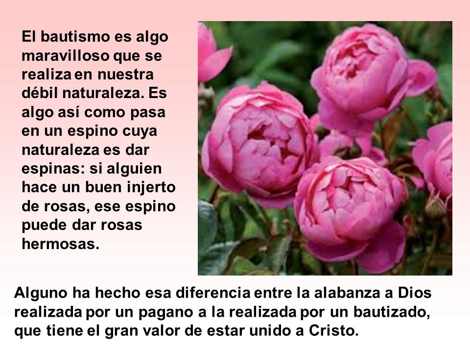 El bautismo es algo maravilloso que se realiza en nuestra débil naturaleza. Es algo así como pasa en un espino cuya naturaleza es dar espinas: si alguien hace un buen injerto de rosas, ese espino puede dar rosas hermosas.