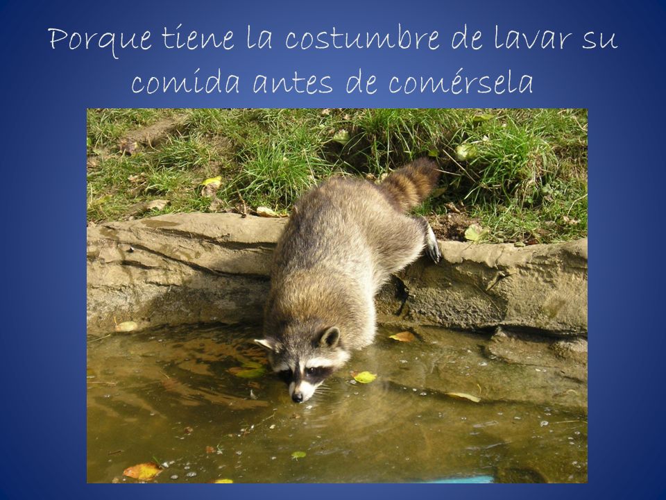 Porque tiene la costumbre de lavar su comida antes de comérsela