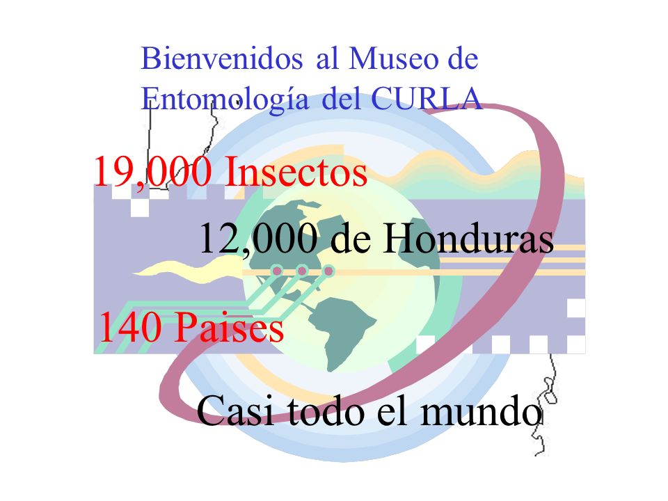 19,000 Insectos 12,000 de Honduras 140 Paises Casi todo el mundo