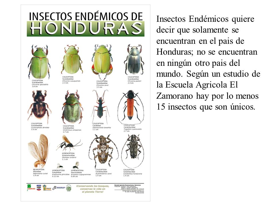 Insectos Endémicos quiere decir que solamente se encuentran en el pais de Honduras; no se encuentran en ningún otro pais del mundo.