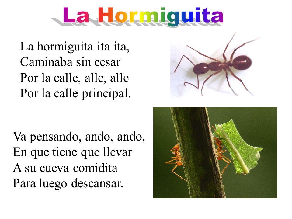 La Hormiguita La hormiguita ita ita, Caminaba sin cesar