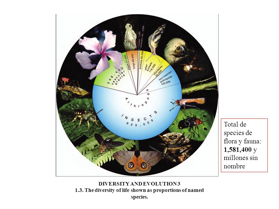 Total de species de flora y fauna: 1,581,400 y millones sin nombre