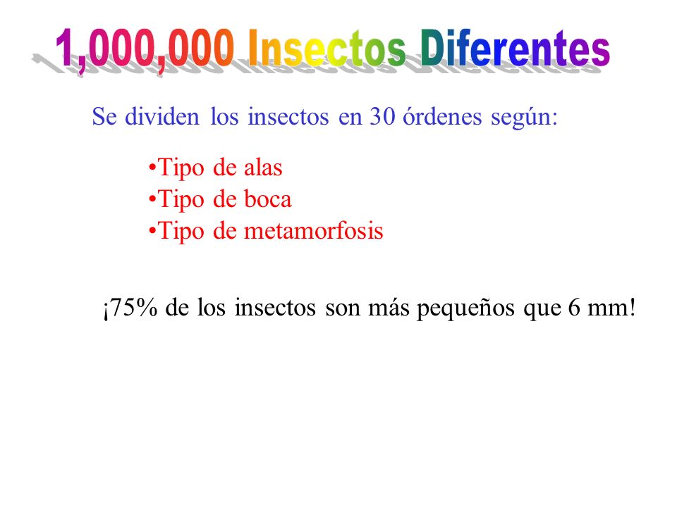 1,000,000 Insectos Diferentes Se dividen los insectos en 30 órdenes según: Tipo de alas. Tipo de boca.