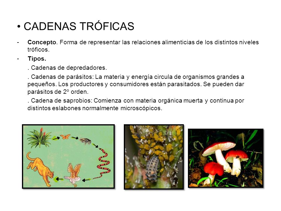CADENAS TRÓFICAS Concepto. Forma de representar las relaciones alimenticias de los distintos niveles tróficos.