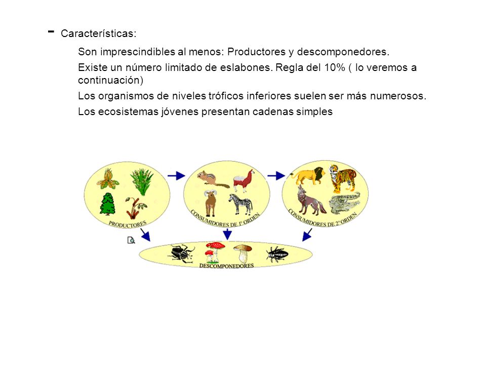 - Características: Son imprescindibles al menos: Productores y descomponedores.