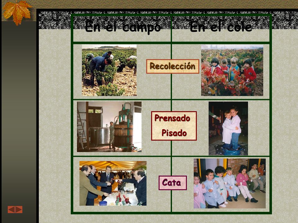 En el campo En el cole Recolección Prensado Pisado Cata
