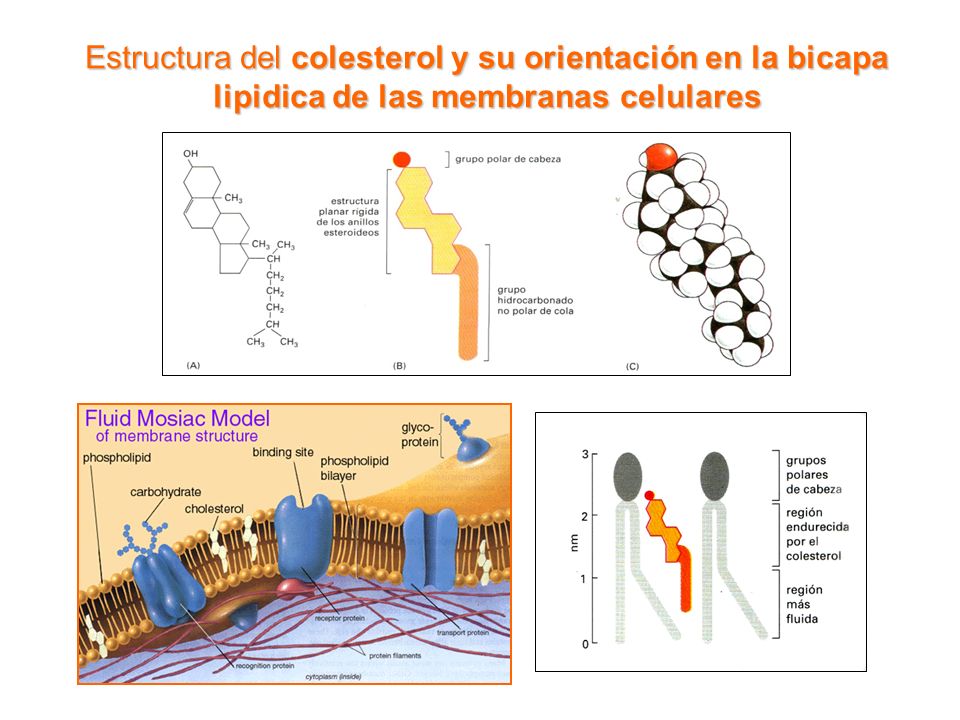Estructura del colesterol y su orientación en la bicapa lipidica de las membranas celulares