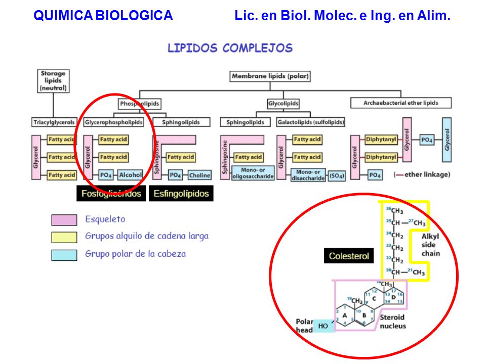 QUIMICA BIOLOGICA Lic. en Biol. Molec. e Ing. en Alim.
