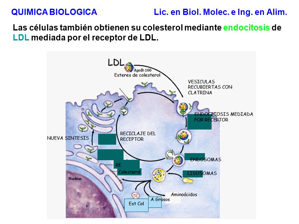 QUIMICA BIOLOGICA Lic. en Biol. Molec. e Ing. en Alim.