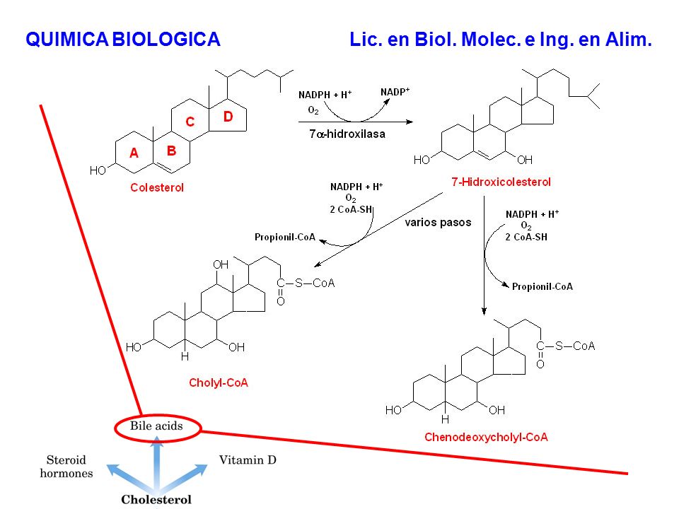 QUIMICA BIOLOGICA Lic. en Biol. Molec. e Ing. en Alim.