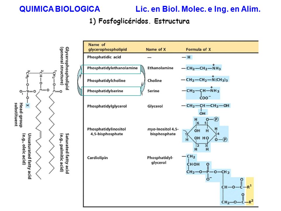 QUIMICA BIOLOGICA Lic. en Biol. Molec. e Ing. en Alim.