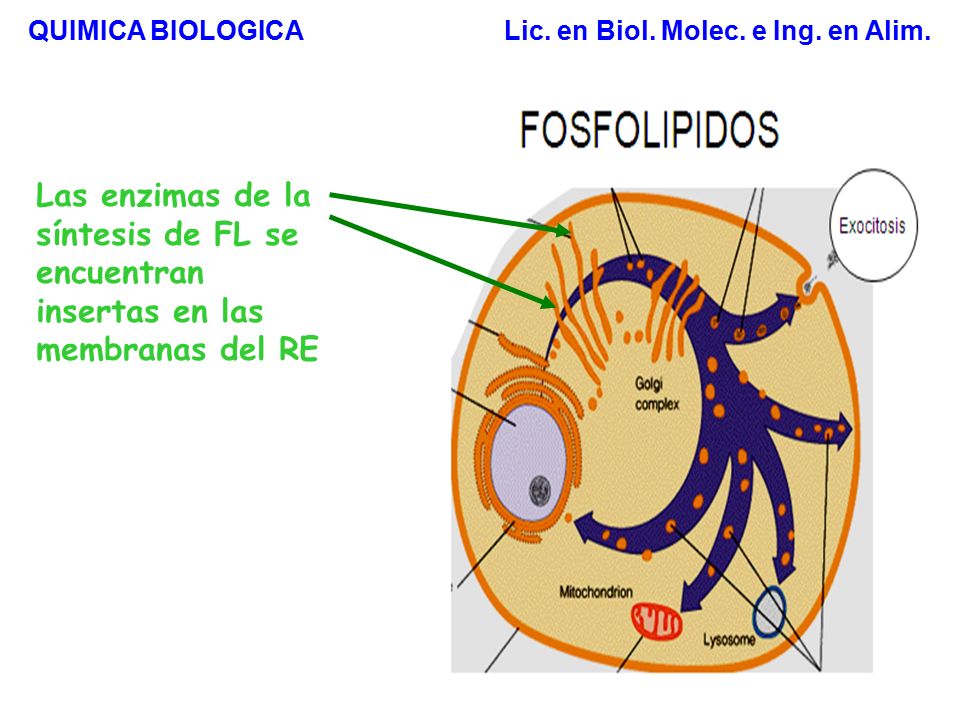 QUIMICA BIOLOGICA Lic. en Biol. Molec. e Ing. en Alim.