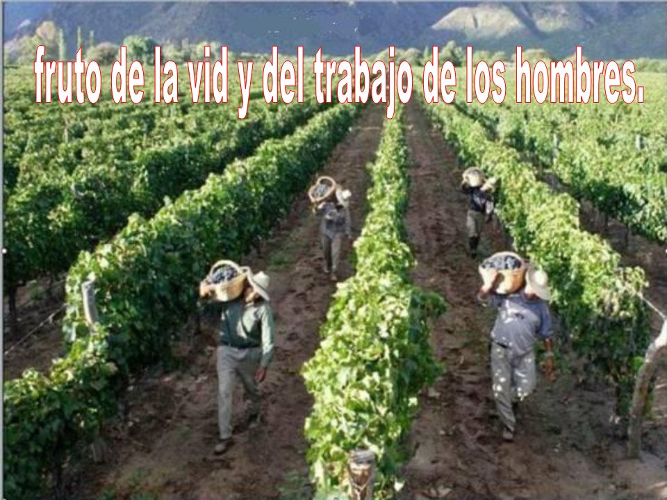fruto de la vid y del trabajo de los hombres.